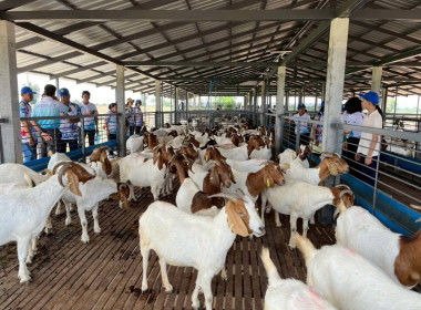 ศึกษาดูงานการดำเนินธุรกิจของสหกรณ์การเกษตรด่านขุนทด จำกัด ... พารามิเตอร์รูปภาพ 5